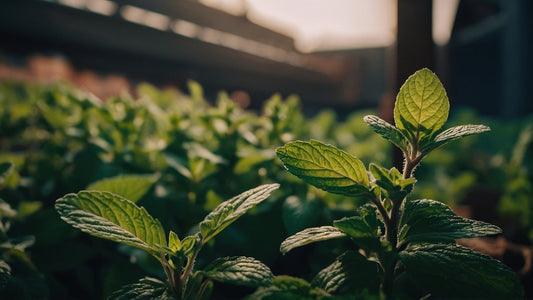 aceite de menta propiedades