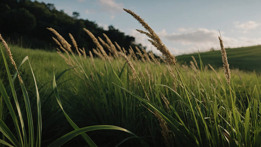 lemongrass propiedades