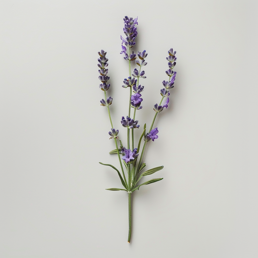 Aceite Esencial de Lavanda